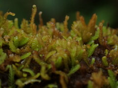 Odontoschisma denudatum