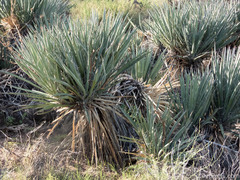 Yucca baccata