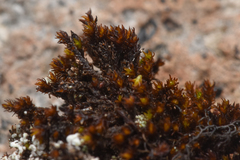 Andreaea