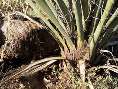 Yucca baccata