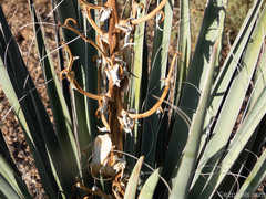 Yucca baccata