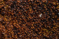 Andreaea