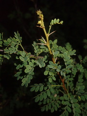 Vachellia exuvialis