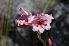 Gladiolus carneus