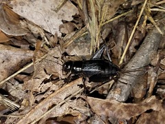 Gryllus veletis