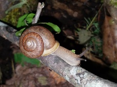 Neohelix albolabris