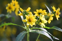 Bidens laevis