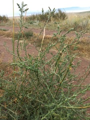 Salsola collina