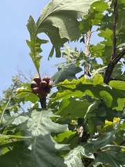 Andricus quercusstrobilanus