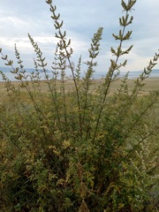 Urtica cannabina