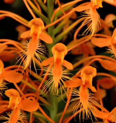 Platanthera ciliaris