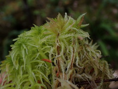 Sphagnum pacificum