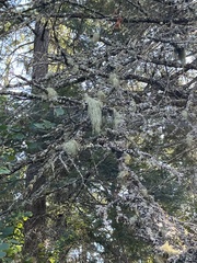 Usnea dasopoga