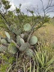 Opuntia macrocentra