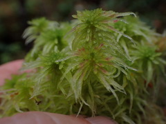 Sphagnum pacificum