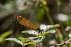 Calopteryx haemorrhoidalis
