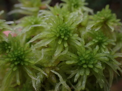 Sphagnum pacificum