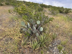 Opuntia macrocentra
