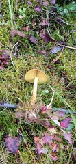 Dermocybe