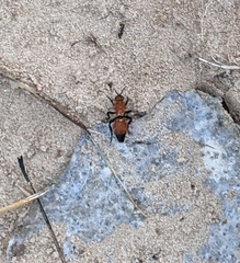 Dasymutilla bioculata