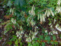 Nabalus trifoliolatus