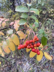 Sorbus scopulina