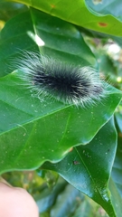 Apistosia judas