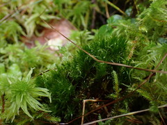 Tetraplodon mnioides