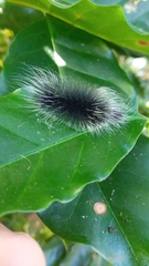 Apistosia judas