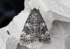Catocala briseis