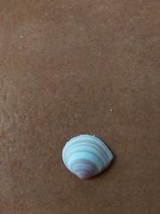 Tellinidae