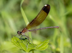 Calopteryx haemorrhoidalis