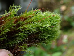 Tetraplodon mnioides