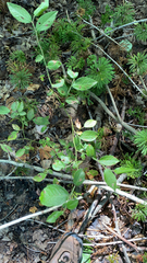 Vaccinium pallidum