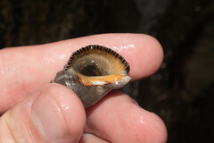 Stramonita biserialis