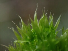 Tetraplodon mnioides