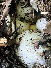 Caloboletus radicans