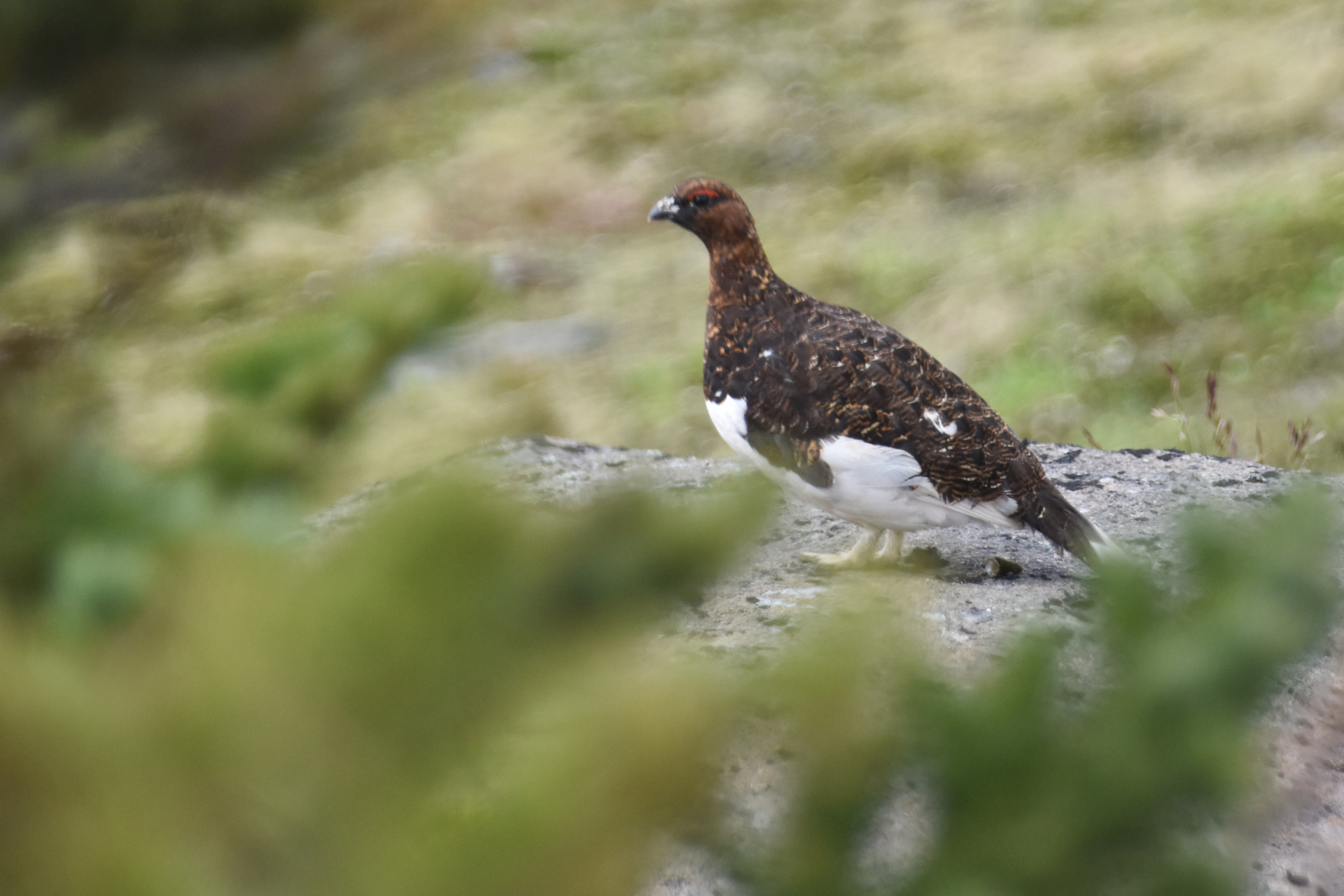 Willow Ptarmigan