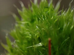 Tetraplodon mnioides