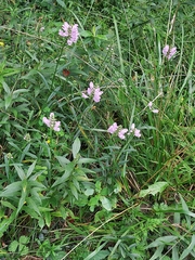 Physostegia virginiana