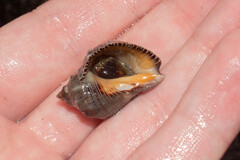 Stramonita biserialis