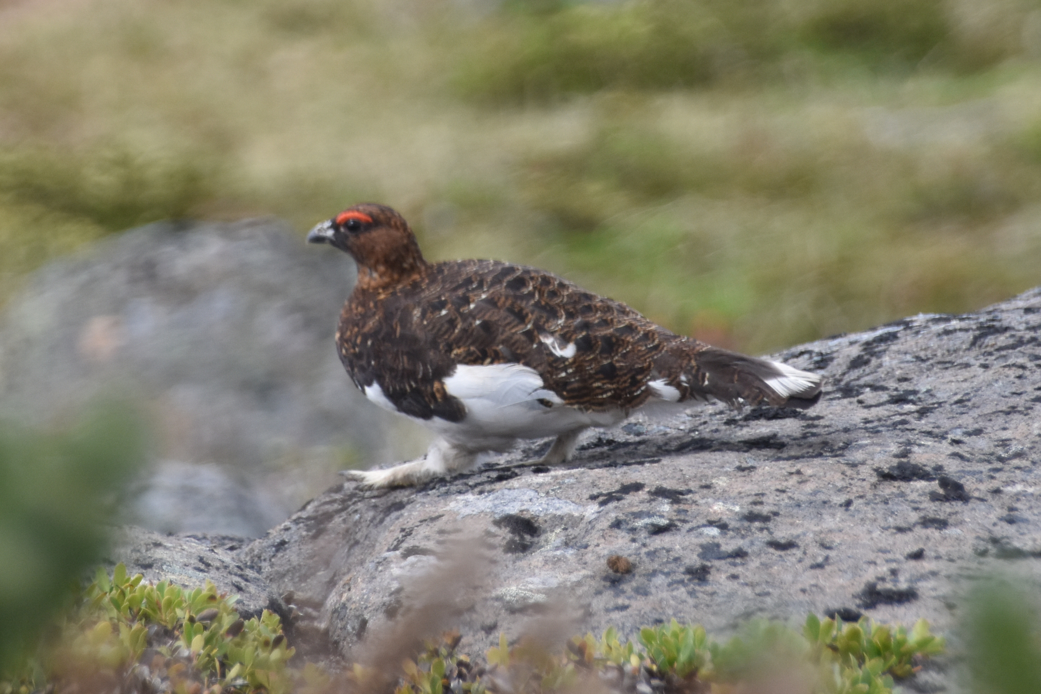 Willow Ptarmigan
