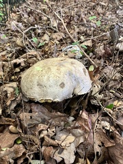 Caloboletus radicans
