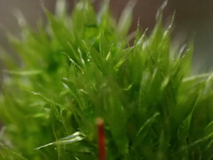 Tetraplodon mnioides