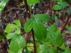 Nabalus trifoliolatus