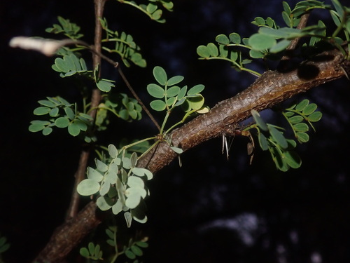 Image of Vachellia exuvialis by (c) agujaceratops, some rights reserved (CC BY)