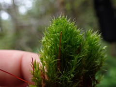 Tetraplodon mnioides