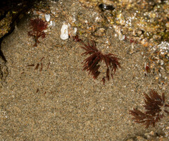 Anthopleura