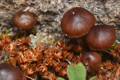 Deconica