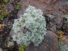 Oxytropis czukotica
